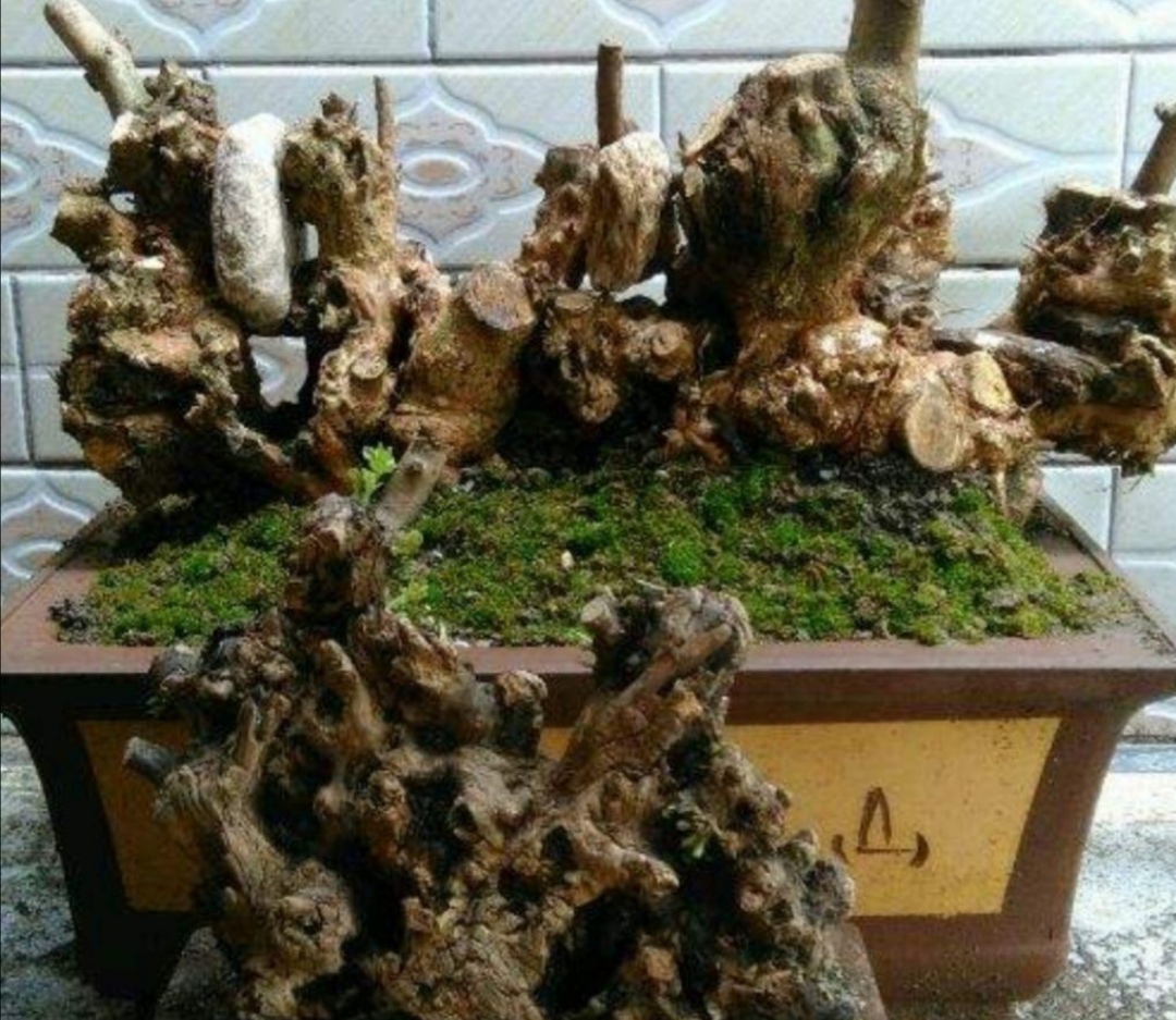 附石盆景哪种树最适合,一般盆景种树都用什么植料