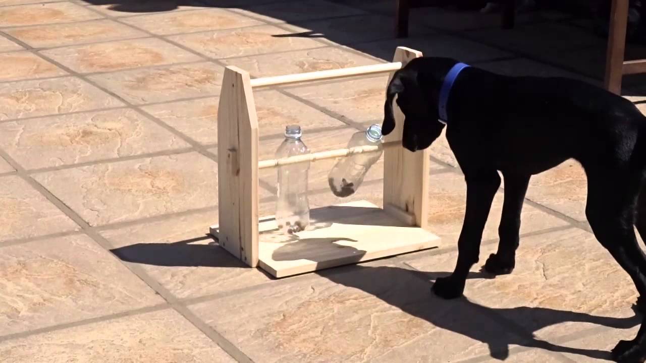 鍑忚交鐙楃嫍鍒嗙鐒﹁檻璁粌,鍙互璁╃嫍鐙楀揩涔愭垚闀跨殑鐜╁叿