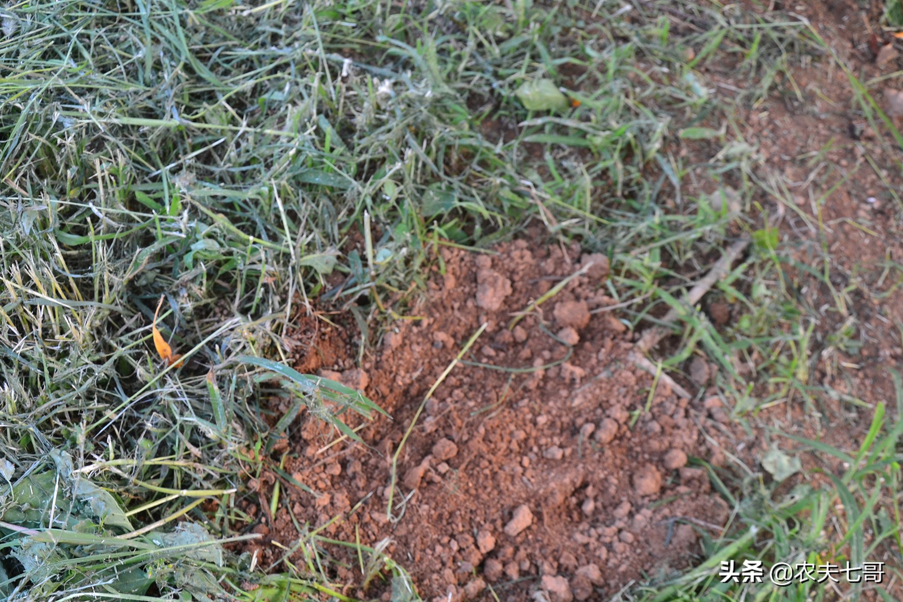 苹果整体提高亮度方法,苹果品质提升