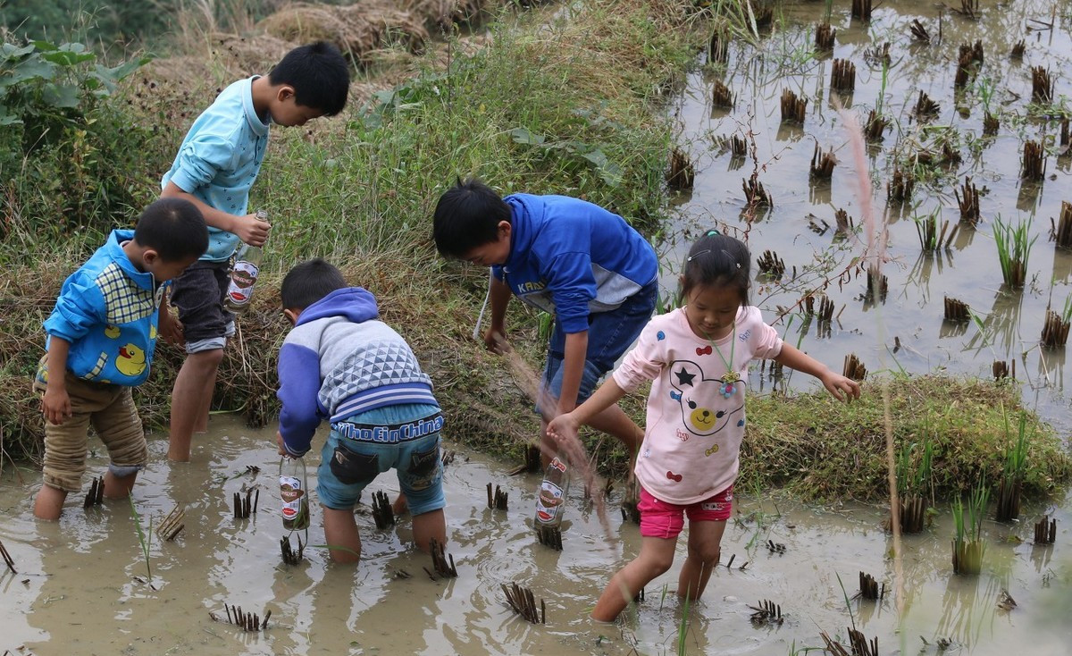 泥鳅对稻田有危害吗,稻田泥鳅为什么越来越少