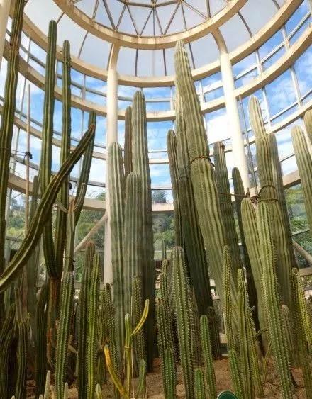 蓝花楹昆明网红打卡地在哪里,昆明周边湿地公园网红打卡地