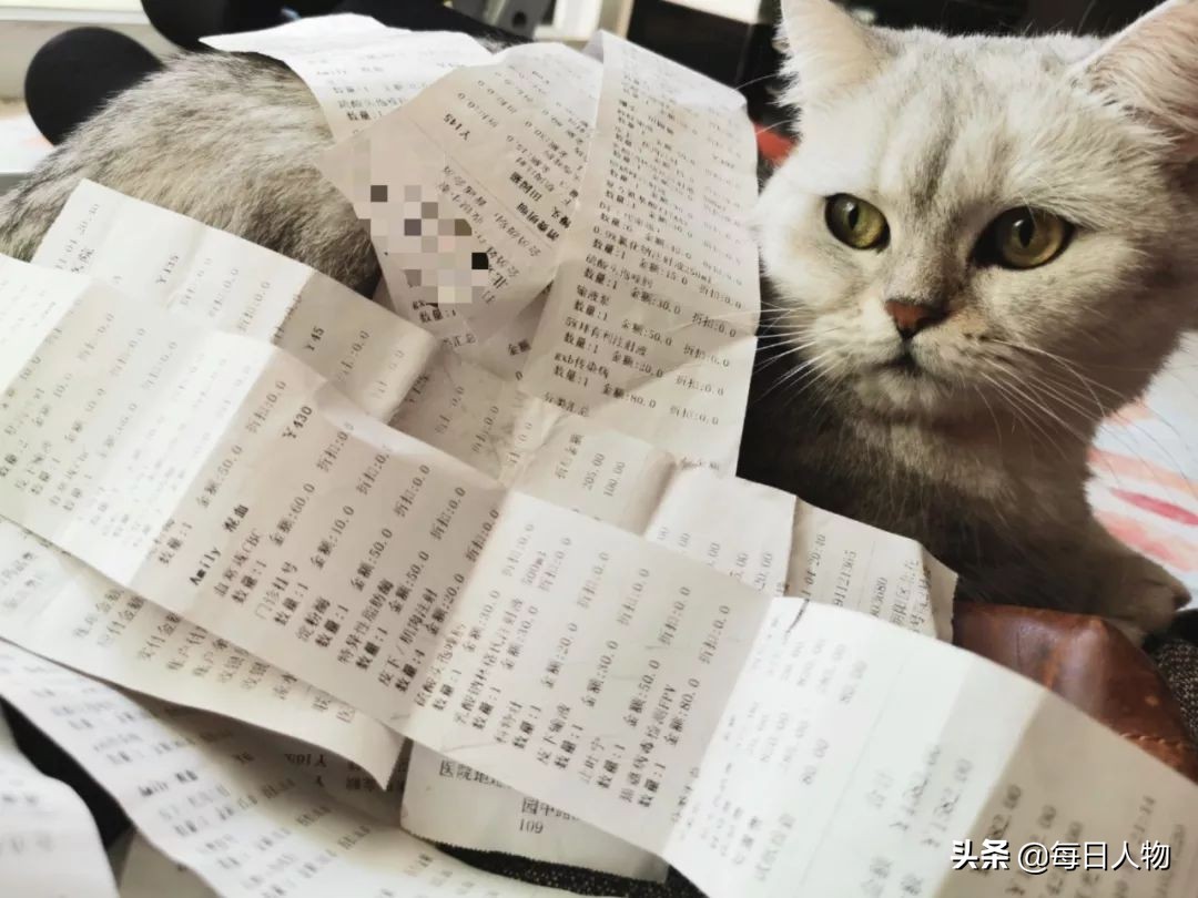 为什么年轻人会养猫,养猫真的能治好癌症吗