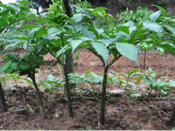 魔芋是种子种出来的吗,魔芋是农作物吗