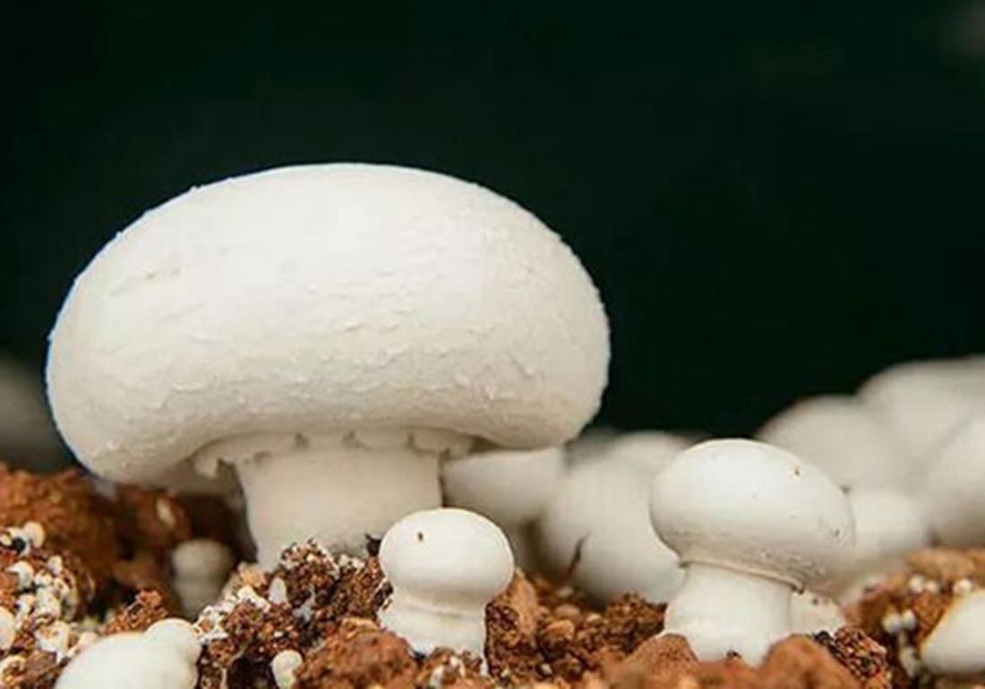 双孢菇容易感染杂菌吗,双孢菇病害有哪些