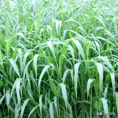 猫咪不吃肉肉怎么办,猫咪不吃鱼吃草怎么办