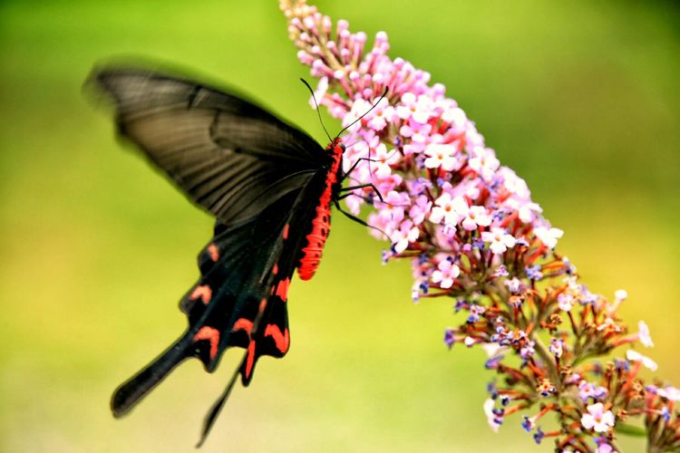 原创蝴蝶恋花,蝶恋花蝴蝶原唱