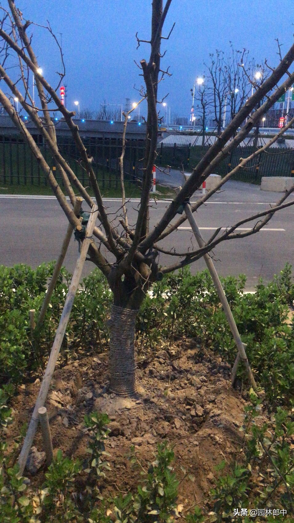 树木移植后发的芽要修掉吗,树木移植多久长出新芽