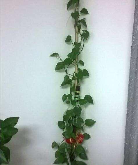 绿萝喜欢喝这三种水绿萝长得旺盛,家养绿萝给绿萝喝点什么长得好