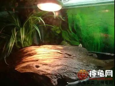 原生态龟缸种什么植物,龟缸造景原生态