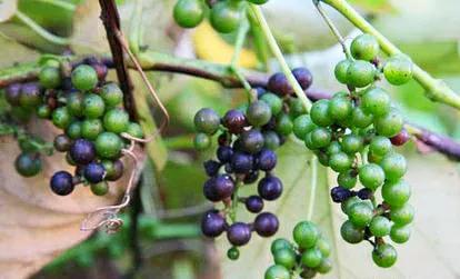 各种蔬菜水果祖先的样子,各种蔬菜祖先