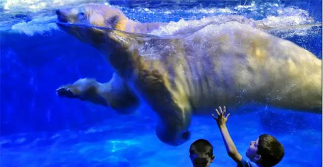 亚洲最大极地馆,中国最大的极地海洋博物馆