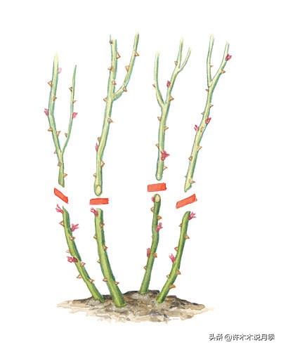 月季新手种植教程,购苗、修剪、施肥、浇水、喷药,手把手教你