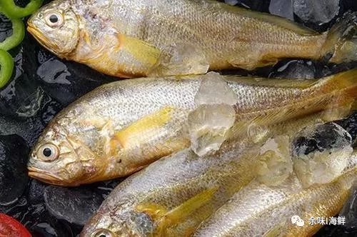 天价野生大黄鱼,温州天价野生大黄鱼