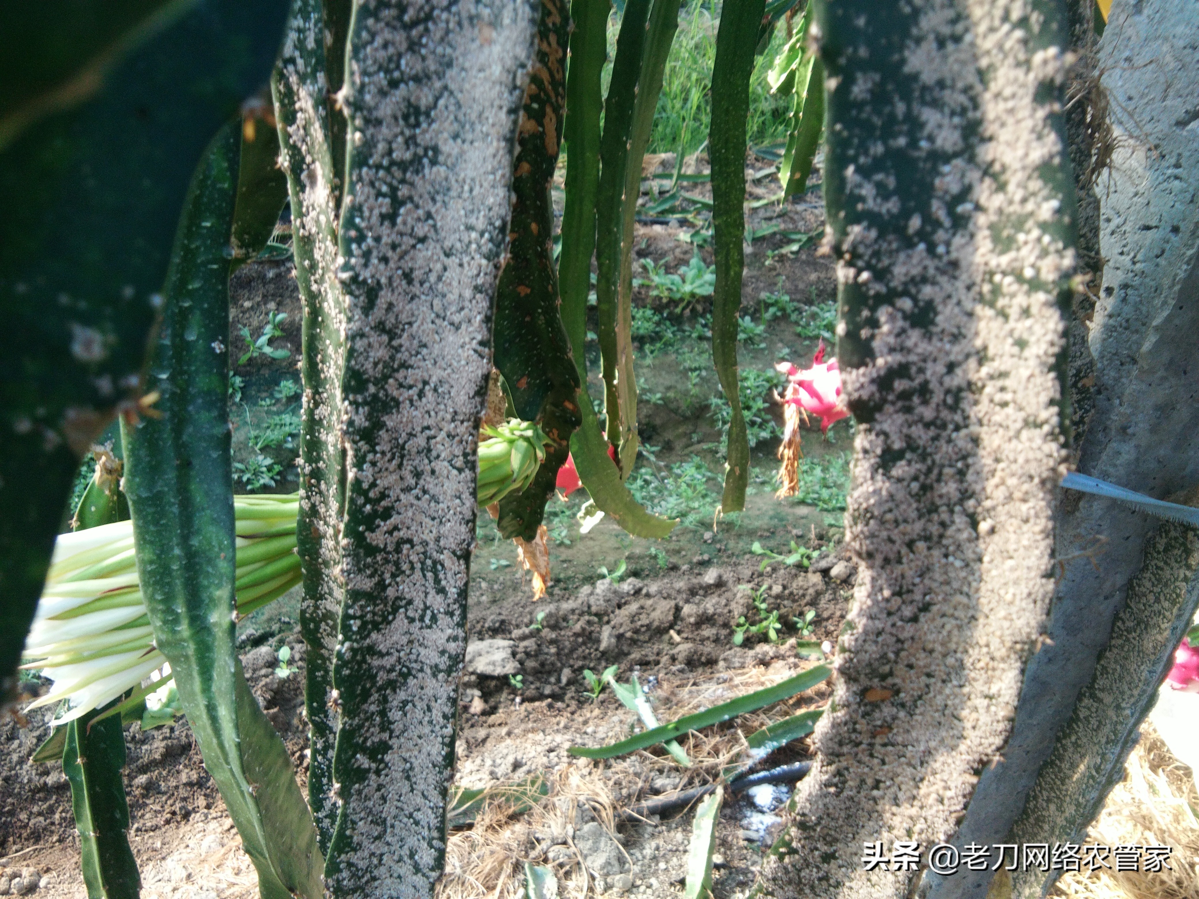 枝条全是白色东西？一看真吓人！到底咋回事？