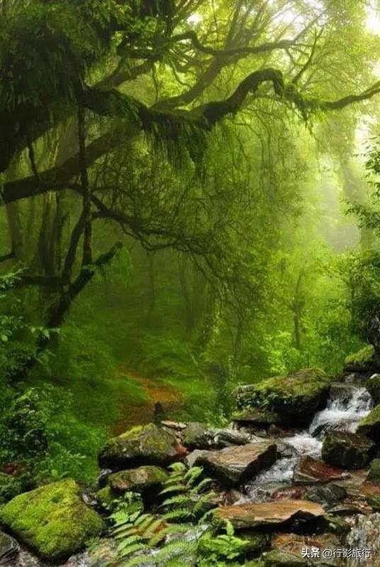 介绍一下云南的西双版纳,云南西双版纳的介绍景点