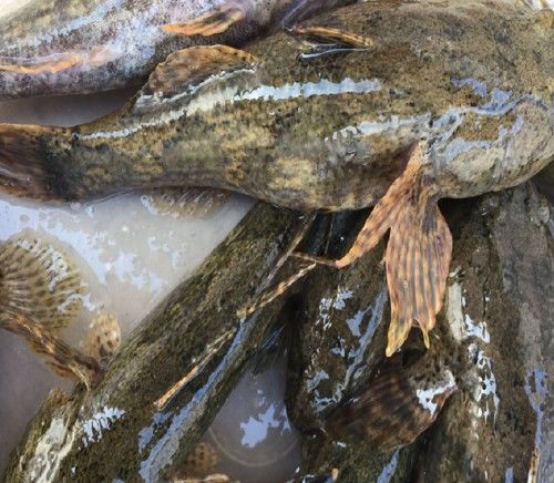 盘点20种好吃又营养的常见鱼,农村常吃的8种鱼