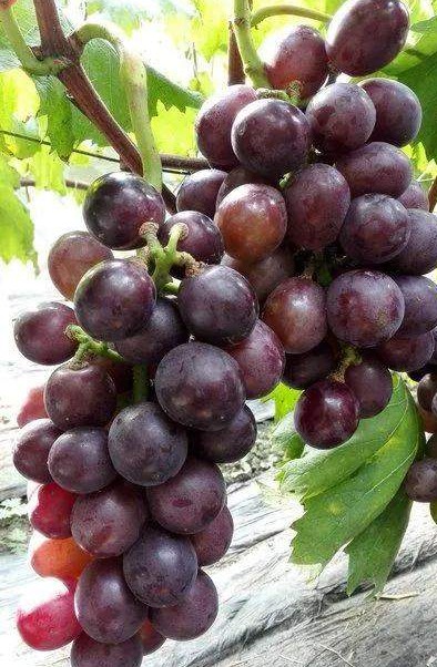 四季应季水果蔬菜,一年四季的时令蔬菜水果