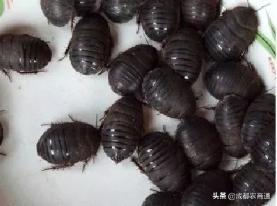 金边土元养殖技术视频,土元养殖技术视频教程