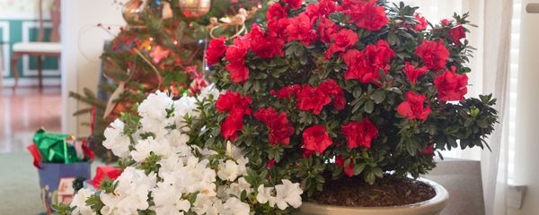 怎样养杜鹃花开的更旺,杜鹃花长得很旺盛为什么不开花