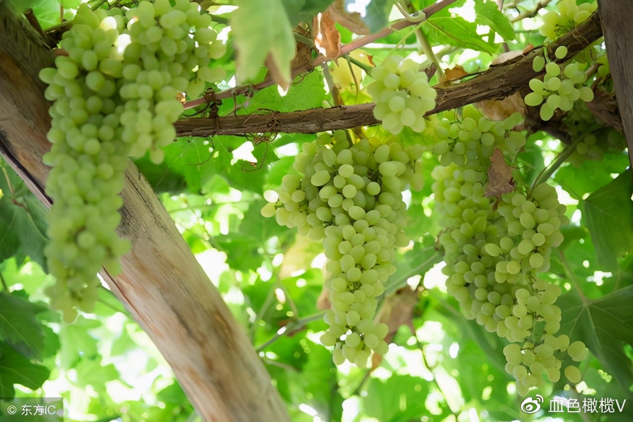 盘点十大新疆的特产,新疆有哪些受欢迎的水果