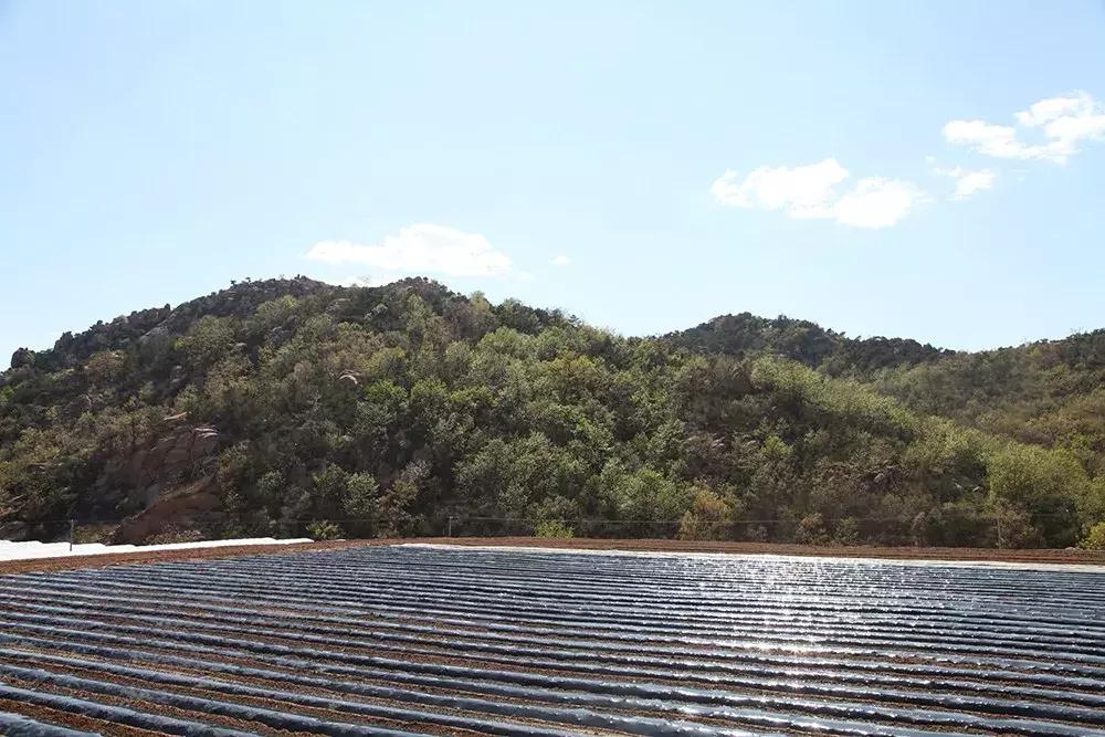 【昌黎文化行】十里铺乡西山场村:与甜蜜相关的那些事儿