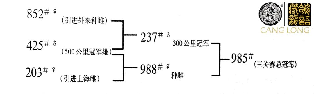 赛鸽种鸽育种应遵循四大原则,赛鸽育种四种原则