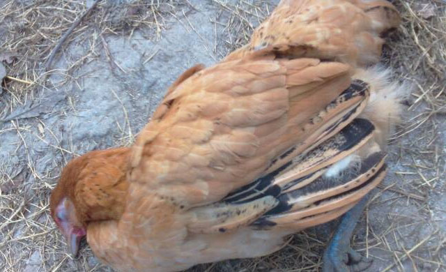 鸡生病了怎么办最有效,鸡生病了用什么药治疗