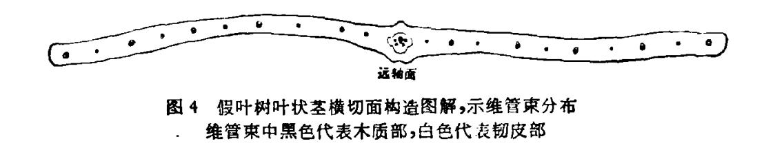 长着叶的模样,干着叶的活,为什么不给它叶的名分