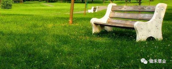 北方苗木草坪应对雨季的养护要点