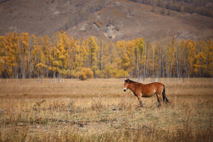 自驾呼伦贝尔|七千里路云和月,写给秋天和自己的故事