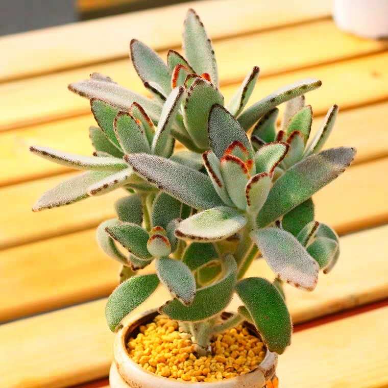 多肉七月怎么养,多肉怎么养才养得又肥又美丽