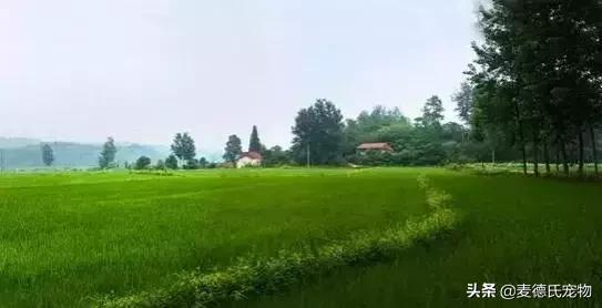 这样的中华田园犬难道你不爱吗,怎么样的才能称得上中华田园犬