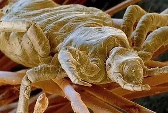 家里有跳蚤用跳蚤药管用吗,跳蚤止痒的方法小妙招