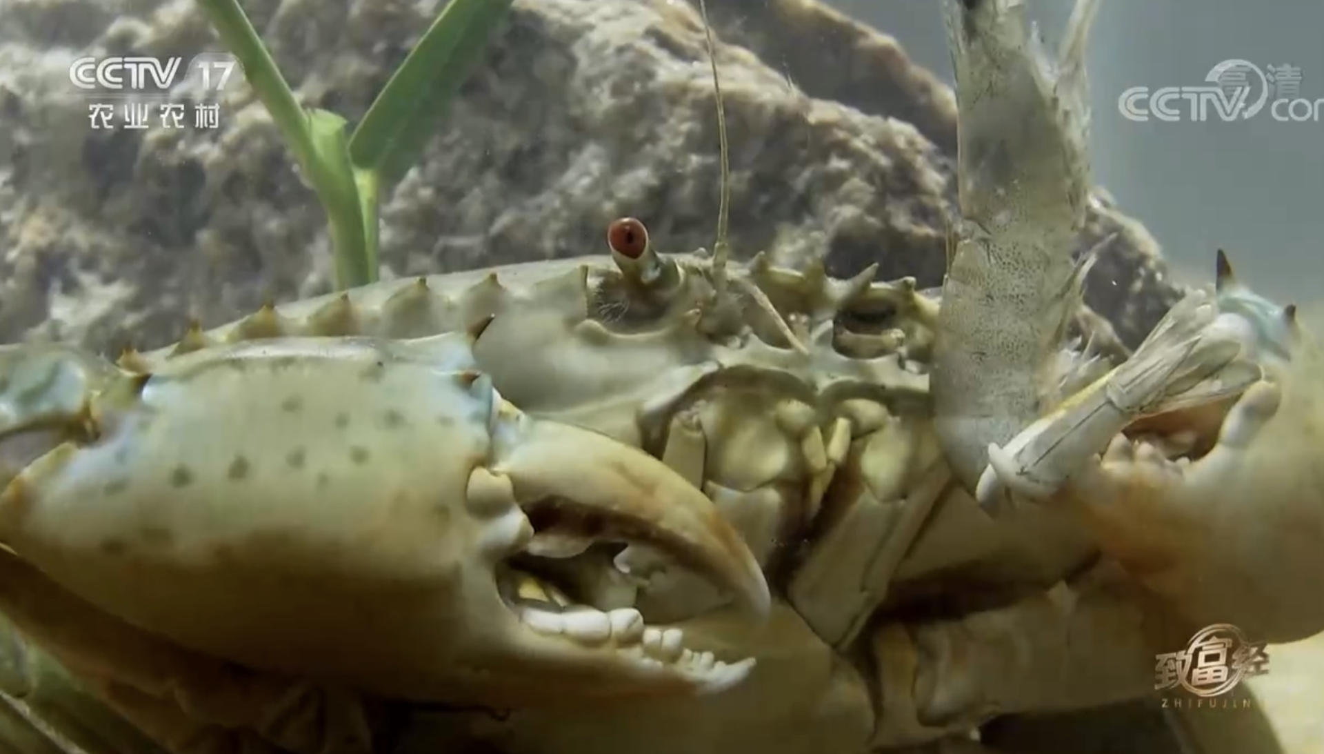 高中毕业的海南小伙,放弃60万年薪,回乡卖鱼干,年赚500万