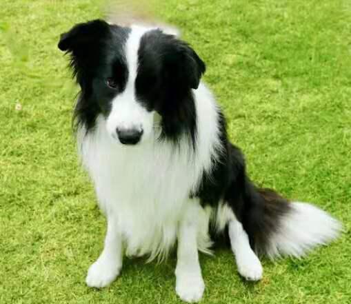 从小养边牧的经验,养边牧要投其所好