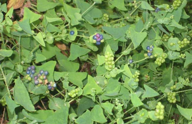 农村院子怎么防蛇进屋,庭院种什么花草防蛇