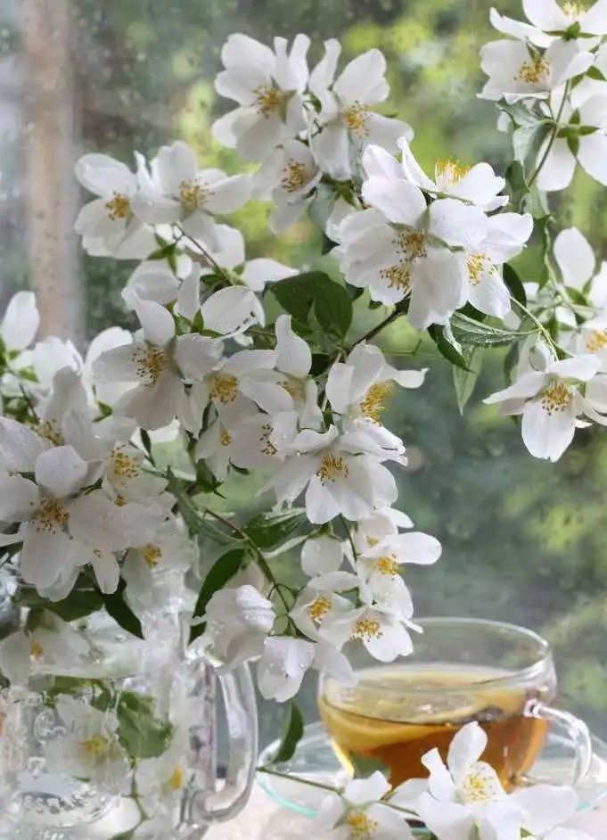 让茉莉开花的方法,怎么自制茉莉花肥料