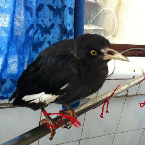 家庭养鸟的风水禁忌,手养鸟平时怎么饲养