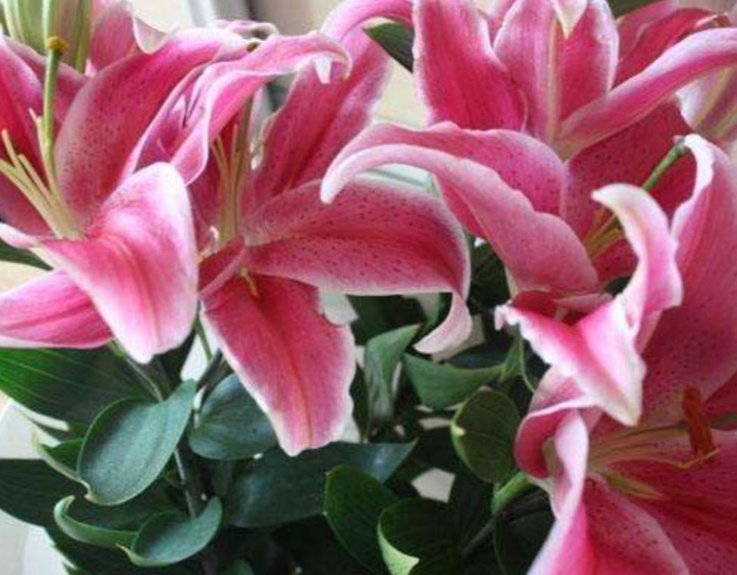 百合花怎么种植才开花多,百合花种球养多久才会开花