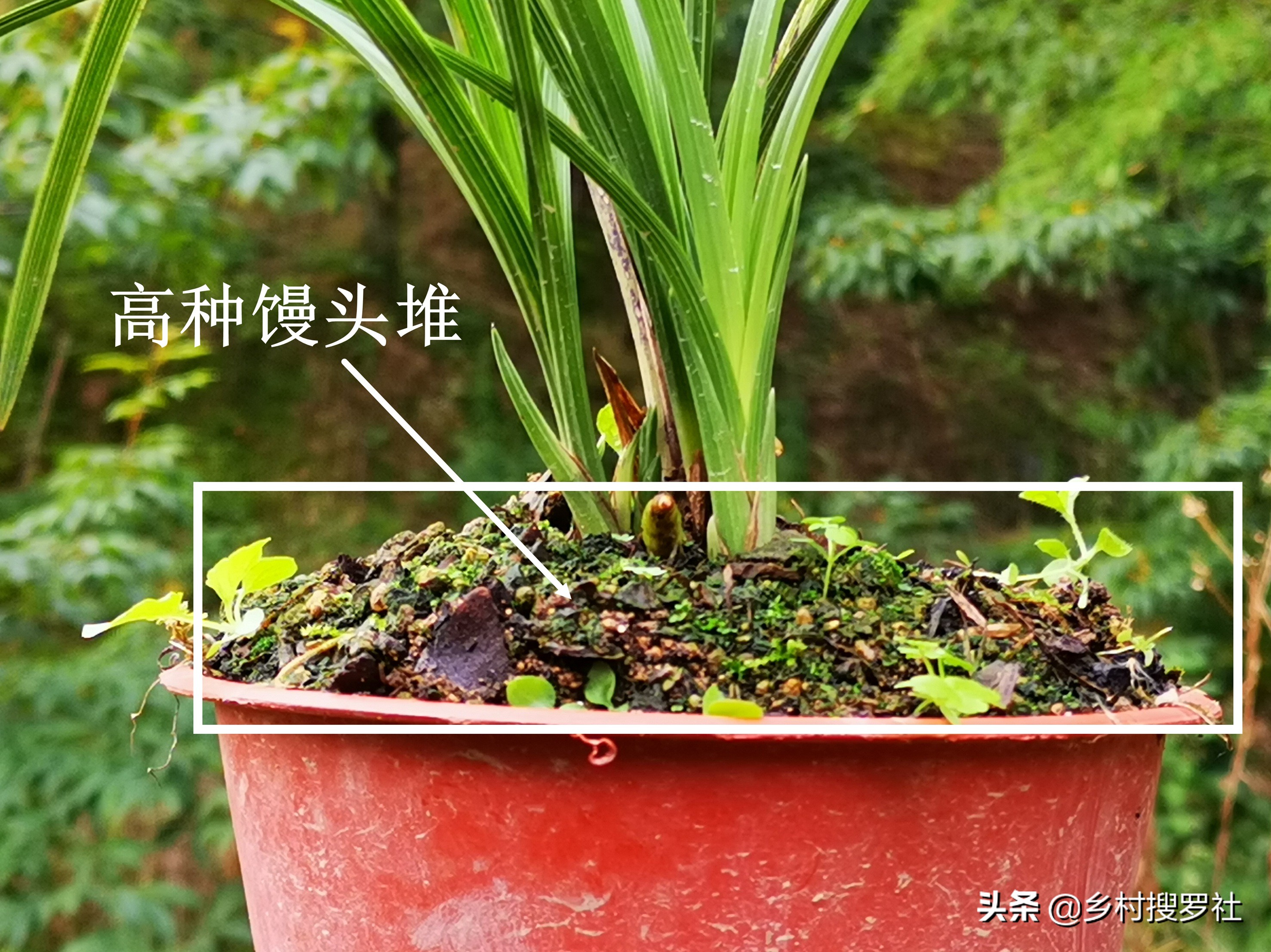兰花高种好还是低种好,怎样种植兰花才让它又茂盛又高大