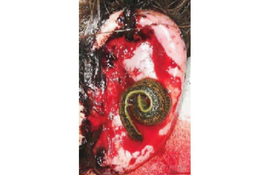 水蛭,从古到今它都是医生的帮手......