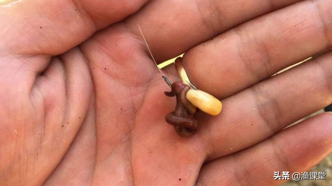 钓鱼挂蚯蚓的正确方法图解,钓鱼正确挂蚯蚓方法