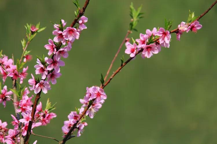 单反快速入门索尼,单反自动挡是哪个