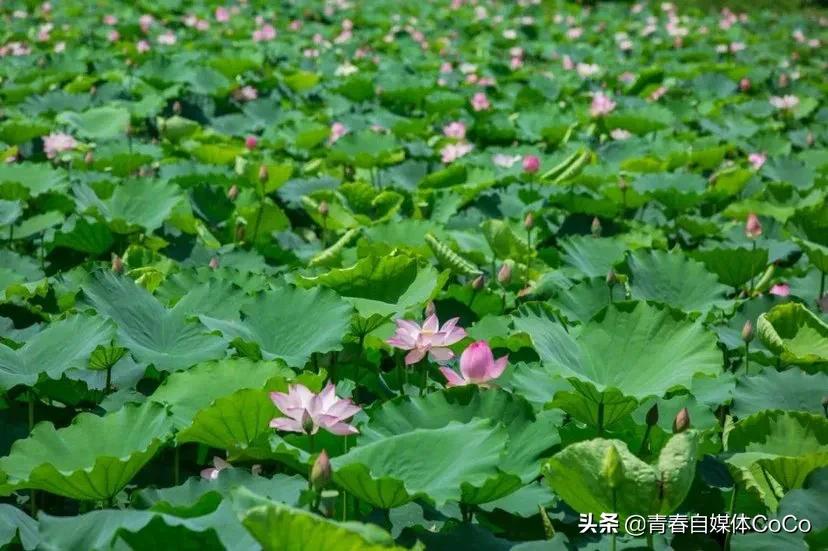 深圳荷花公园好去处,深圳荷花景点推荐