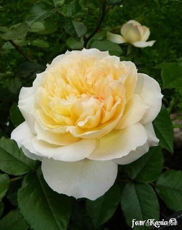 多菌灵可以治疗月季灰霉病吗,月季灰霉病黑斑病黄叶打什么药