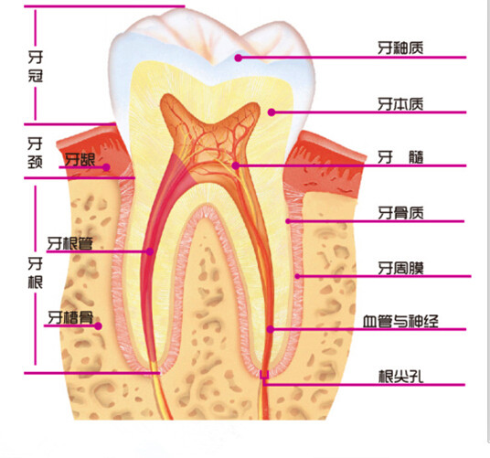 怎么判断自己是哪种牙痛,如何判断自己的牙痛属于哪种状况