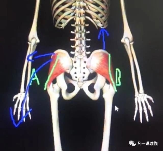 臀部宽瘪的翘臀训练教程,翘臀和臀部紧实的动作