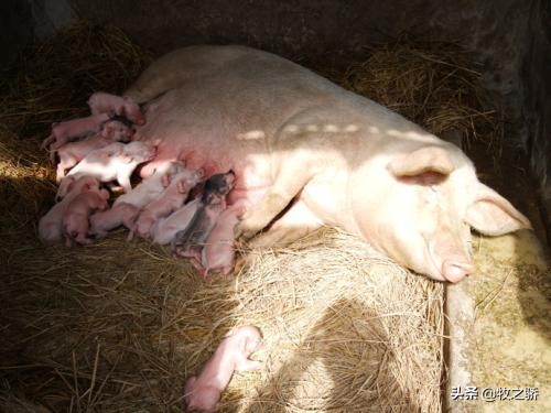 小猪刚出生出现假死状态如何救治,小猪养殖技术视频教程大全