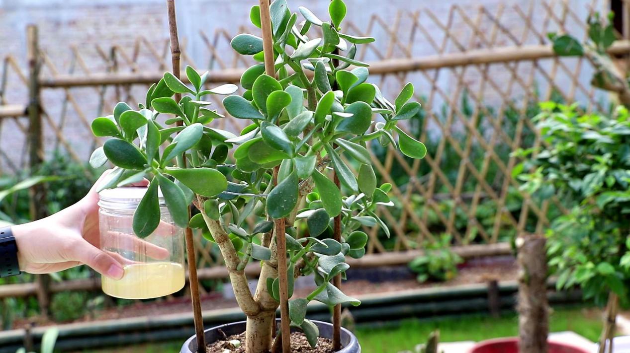 花盆土盐碱化怎么办,解决盆栽土壤盐碱化的有效措施