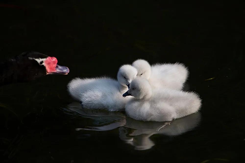 津门网司徒志文:广州动物园——黑颈天鹅